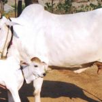 Cows Milk : ప్రతీ పూజకు ఆవుపాలే వాడాలా?