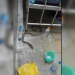 MGM Hospital : ఎంజీఎం ఆసుపత్రిలో పాములు, ఎలుకలు..