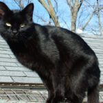 Black Cat : ఇంటికి నల్లపిల్లి అందు కోసమే వస్తుంది!…