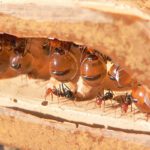 Honeypot Ant : తేనెటీగలు చూశాం.. తేనె చీమలు ఇవే