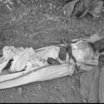 Adilabad Tiger : ఆదిలాబాద్‌లో పులి హల్‌చల్.. 20 మంది సిబ్బందితో గాలింపు..