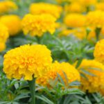 Marigold flowers : పూజకు పనికి రాని బంతి పువ్వు ఎందుకంటే….