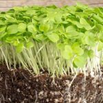 Leafy Vegetables : ఆవుపాలను మించిన పోషకాలు ఈ ఆకు సొంతం