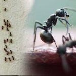 Ants : ఎలాంటి చీమలు ఇంట్లోకి వస్తే మంచిది…?