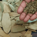 Biryani Leaf : బిర్యానీ ఆకుతో ఇంట్లోకి పాజిటివ్ ఎనర్జీ