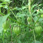 Budimi Kaya : మొక్కే కదా అని తీసిపారేయకండి.. ఎన్నో లాభాలు