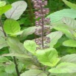 Basil Plant : పదే పదే తులసి మొక్క ఎండిపోతుంటే సంకేతమిదే!