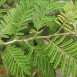 Amla Tree : మిగిలిన చెట్లకు జమ్మి చెట్టుకి తేడా అది ఒక్కటే…
