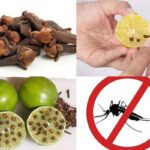 Lemon Mosquitoes : నిమ్మ రసంతో ఇంట్లోని దోమలు పరార్‌!