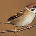 Sparrow Enters the House : పదే పదే పిచ్చుకలు ఇంట్లోకి వస్తుంటే జరిగే శుభకార్యం ఇదే…!