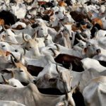 Uttarpradesh Crimes : యూపీలో ఘోరం..ఊపిరాడక ఆవులు మృతి..