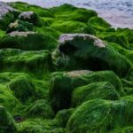 Algal Photosynthesis : నాచే కదాని లైట్ తీసుకోవద్దు. వాతావరణాన్ని రక్షించే నేస్తం ఇది