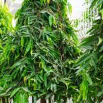 Ashoka Trees : అశోక చెట్లు ఇంట్లో పెంచుకోకూడదా…