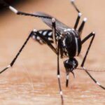 Mosquito Facts : ఇలా చేస్తే దోమలు మీ దగ్గరికి రావు
