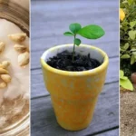 Lemon Tree : ఇంట్లో నిమ్మ చెట్టు పెంచుకుంటే కష్టాలు వస్తాయా….