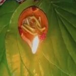 Benefits Of Betel Lamp : చిన్న పిల్లలతో తమలపాకులోనే దీపాన్ని వెలిగిస్తే సరస్వతి కటాక్షమే.!