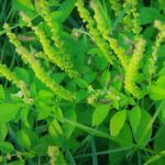 Tulsi Leaf : తులసి ఆకుల్ని మగవారే ఎందుకు కోయాలో తెలుసా…