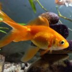 Gold Fish : గోల్డ్ ఫిష్ సెంటిమెంట్ లో నిజముందా..
