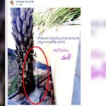 Tap: ఏకంగా ఈత చెట్టుకే కుళాయి పెట్టేశాడు!