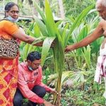 Coconut Plant Sentiment:వ్యాఘ్రేశ్వరంలో కొబ్బరి మొక్క సెంటిమెంట్