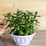 Fortune Plant: ఫార్చ్యున్ ఫ్లాంట్ ఇంట్లో ఉంచితే చాలు కనకధారే