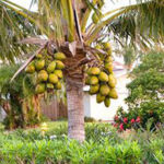 coconut trees in independent houses ? : ఇండిపెండెంట్ ఇళ్లల్లో కొబ్బరి చెట్టు పెంచుకోవచ్చా…
