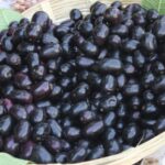 Jamun Fruit:నేరేడు పళ్లు తింటే ఆ బాధలు పోయినట్టే…
