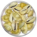 Yellow Shells:పూజలో బేసి సంఖ్యలో పసుపు గవ్వలే ఎందుకు ఉంచాలంటే