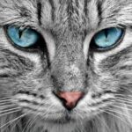Cat:పిల్లి ఇంటికి ప్లస్ పాయింటే అవుతుందా…..