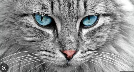 Cat:పిల్లి ఇంటికి ప్లస్ పాయింటే అవుతుందా…..