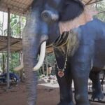 Robot Elephant: దేవుడికి రోబో ఏనుగు సేవలు.. ఎక్కడంటే?