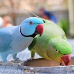Parrot:రామచిలుకను పెంచుకుంటే….