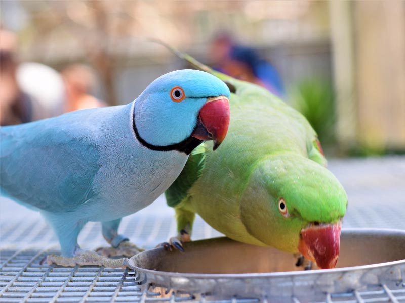 Parrot:రామచిలుకను పెంచుకుంటే….