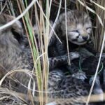 Cheetah: 70 ఏళ్ల తర్వాత భారత్ గడ్డపై చీతాలు జననం.. ఎక్కడో తెలుసా..?