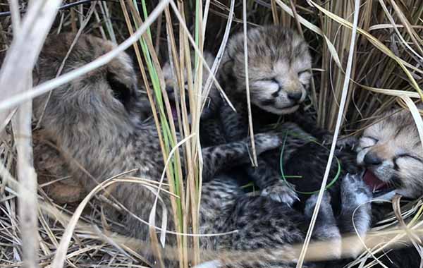 four-cubs-have-been-born-to-cheetah