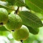 Wednesday Remedies:బుధవారం చేయకూడని పనులు