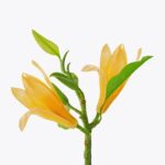 Lavish Flowers : సంపంగి పూలతో పూజ ఫలితాలివి