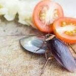 Cockroaches : ఇంట్లో బొద్దింకలు దేనికి సంకేతం…