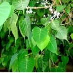 Trees  : ఈ ఐదు చెట్లు ఇంట్లో ఉంచుకుంటే…..