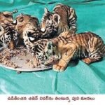 Tiger: ఆపరేషన్ ‘మదర్ టైగర్’.. నల్లమల్లలో ‘T108E’  హంట్…