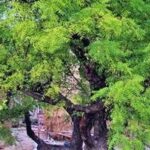 Neem Tree : ఇంట్లో వేప చెట్టును పెంచకూడదా..?