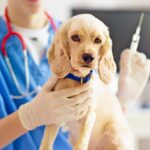 Animal vaccine : యానిమల్ వ్యాక్సిన్ తయారీ.. వారి సహకారంతోనే..