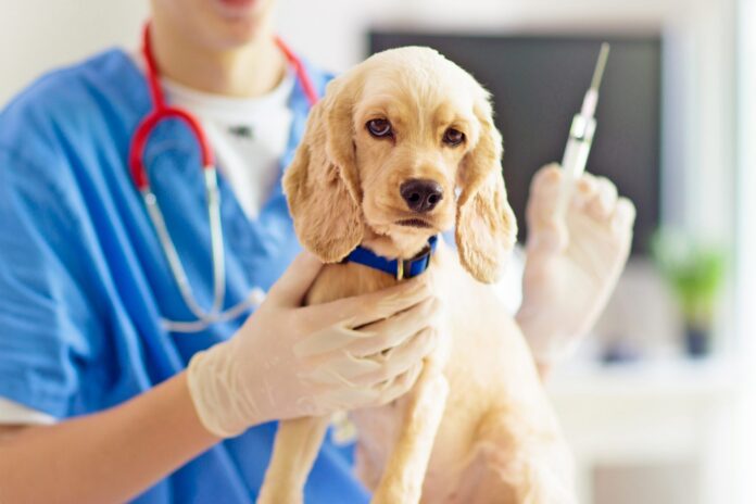 Animal vaccine