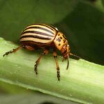 Technique to kill Pests : తెగుళ్లను చంపడం కోసం కొత్త టెక్నిక్..