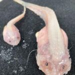 Snailfish : సముద్రలోతుల్లోకి ఈదిన చేప.. ఇదే మొదటిసారి..