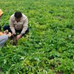 Help Farmers:- చైనాలో రైతులకు అండగా శాస్త్రవేత్తలు..
