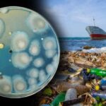 Plastic eating fungi:- ప్లాస్టిక్స్‌ను తినేసే ఫంగస్.. అయిదేళ్ల టార్గెట్‌తో నిర్మూలన..