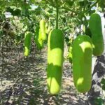 Zucchini:- ఈ సమస్యలు ఉన్నవారు సొరకాయ తినకూడదు