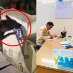 AP: స్టిక్కరే కదాని పీకేస్తే.. కుక్కపై పోలీసులకు ఫిర్యాదు..