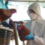Avian Influenza:- అమెరికాను వణికిస్తున్న బర్డ్ ఫ్లూ.. మరో మహమ్మారి రూపంలో..